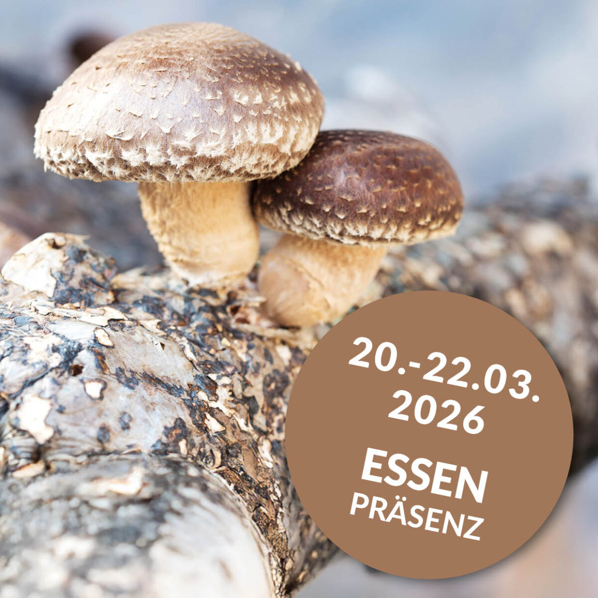 Lehrgang zum / zur zertifizierten mykomolekularen Fachberater:in | ESSEN | PRÄSENZ