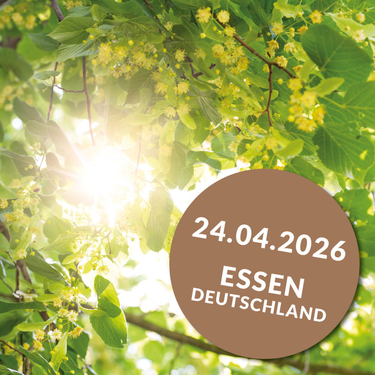 Die Heilkraft der Bäume - Von der Wurzel bis zur Krone | Essen