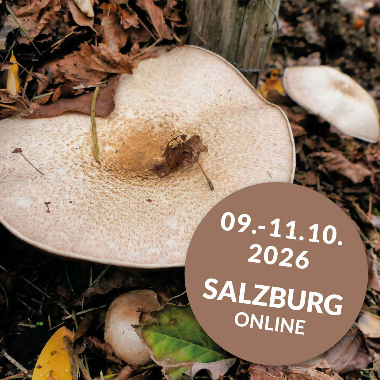 Lehrgang zum / zur zertifizierten mykomolekularen Fachberater:in | SALZBURG | ONLINE