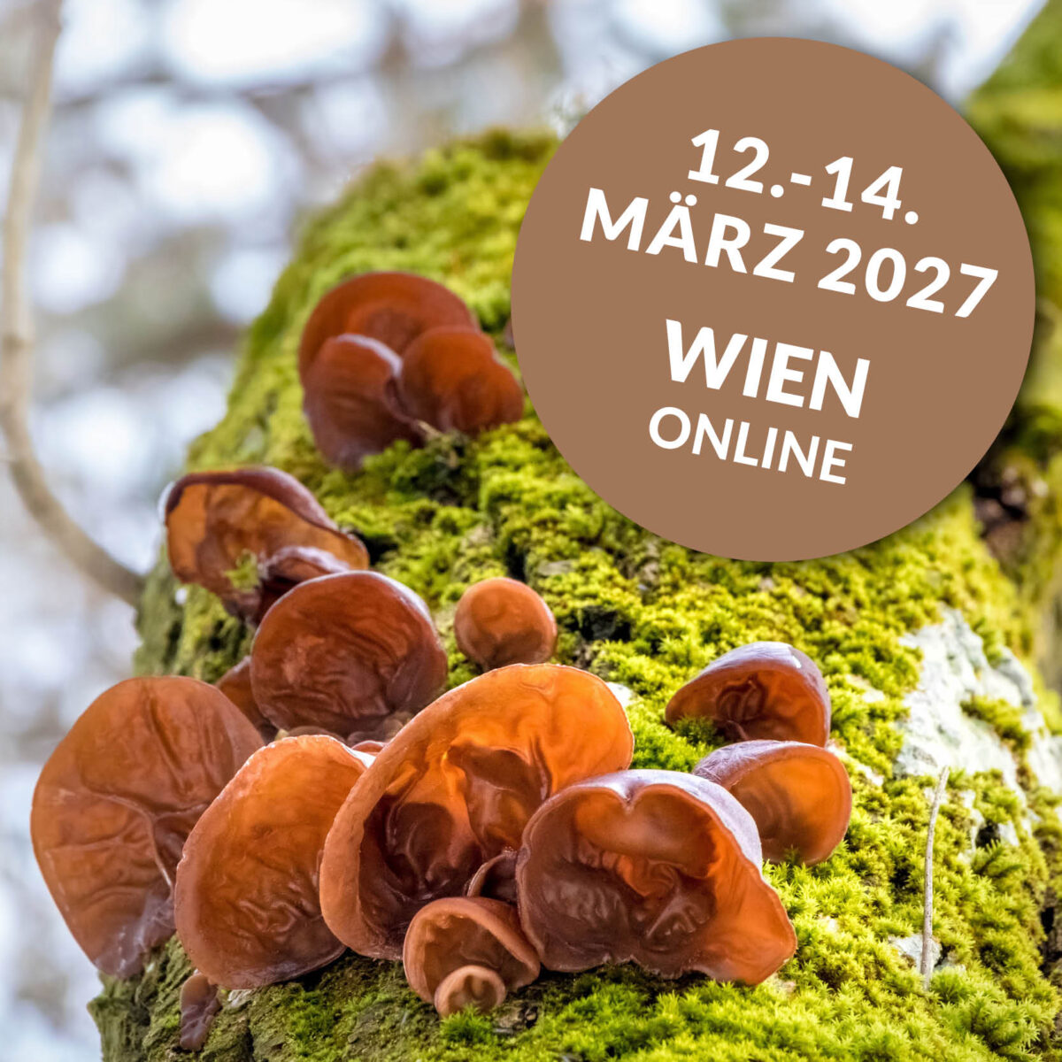 Lehrgang zum / zur zertifizierten mykomolekularen Fachberater:in | WIEN | ONLINE